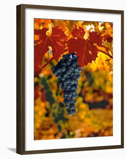 Cabernet Sauvignon Grapes-Charles O'Rear-Framed Photographic Print