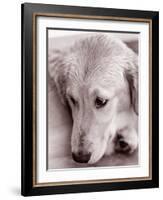 Golden Retriever-Bill Varie-Framed Photographic Print