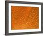 Closeup of Dewdrops on Poppy Petal-George Lepp-Framed Photographic Print