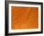 Closeup of Dewdrops on Poppy Petal-George Lepp-Framed Photographic Print