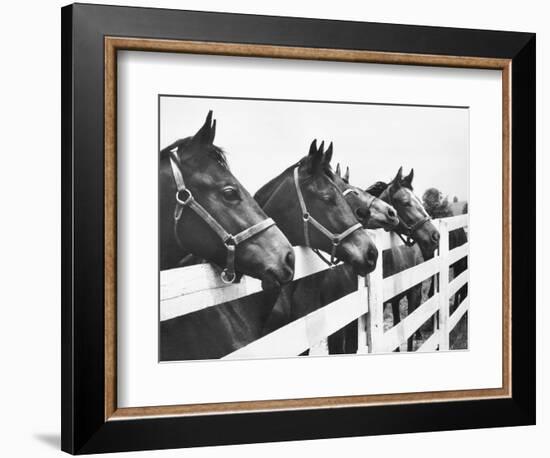 Horses Looking Over Fence at Alfred Vanderbilt's Farm-Jerry Cooke-Framed Photographic Print
