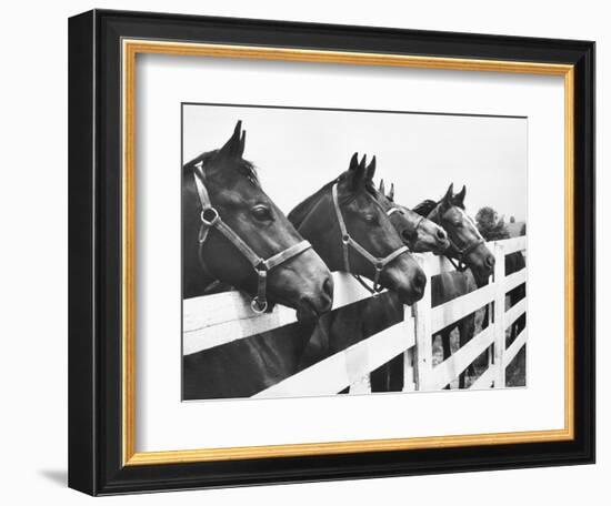 Horses Looking Over Fence at Alfred Vanderbilt's Farm-Jerry Cooke-Framed Photographic Print