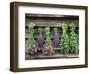 Herbs Drying Upside Down-Clay Perry-Framed Photographic Print