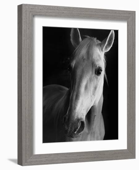 Portrait of Lippizaner Belvedere Napolitano-Karen Tweedy-Holmes-Framed Photographic Print