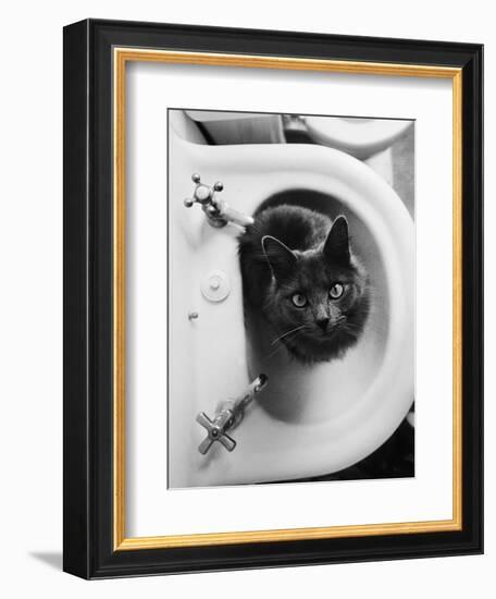 Cat Sitting In Bathroom Sink-Natalie Fobes-Framed Photographic Print