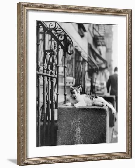 Cat Sitting Atop City Stoop-Bettmann-Framed Photographic Print