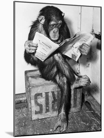 Chimpanzee Reading Newspaper-Bettmann-Mounted Photographic Print