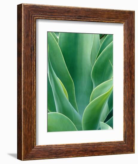 Agave Plant-Darrell Gulin-Framed Photographic Print