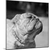 Winning Bulldog at Dog Show-Bettmann-Mounted Photographic Print