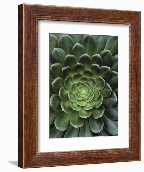 Center of Cactus-Charles O'Rear-Framed Photographic Print