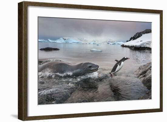 Leopard Seal Hunting Gentoo Penguin, Antarctica-Paul Souders-Framed Photographic Print