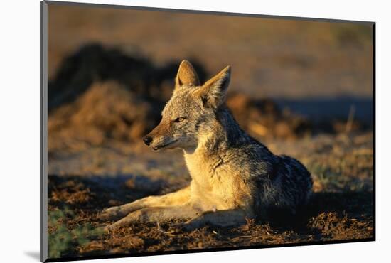 Blackbacked Jackal at Dawn-Paul Souders-Mounted Photographic Print