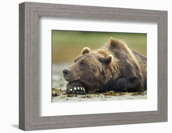 Brown Bear, Katmai National Park, Alaska-Paul Souders-Framed Photographic Print