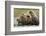 Brown Bear, Katmai National Park, Alaska-Paul Souders-Framed Photographic Print