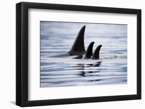 Pod of Orca Whales in Stephens Passage-Paul Souders-Framed Photographic Print