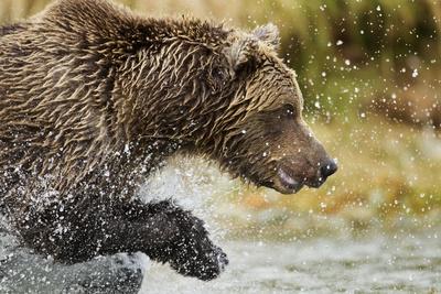 Photographic Print, , small