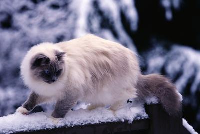 Photographic Print, , small