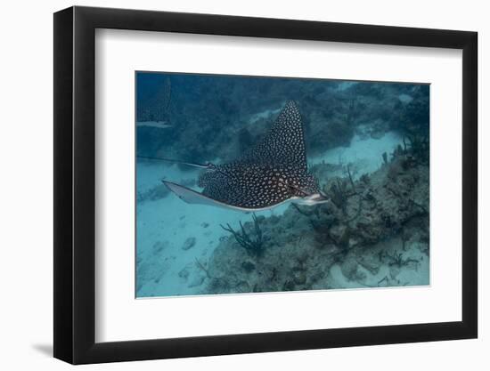 Spotted Eagle Ray (Aetobatus Narinari).-Stephen Frink-Framed Photographic Print