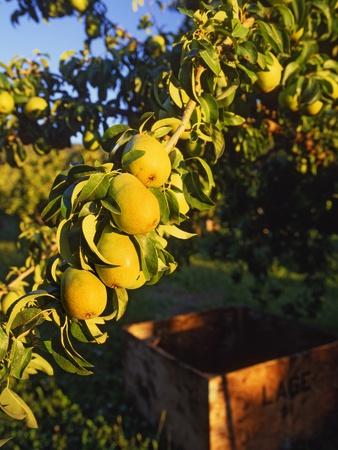 Photographic Print, , small