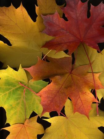 Photographic Print, , small