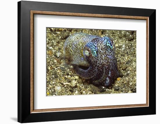 Berry's Bobtail Squid-Hal Beral-Framed Photographic Print