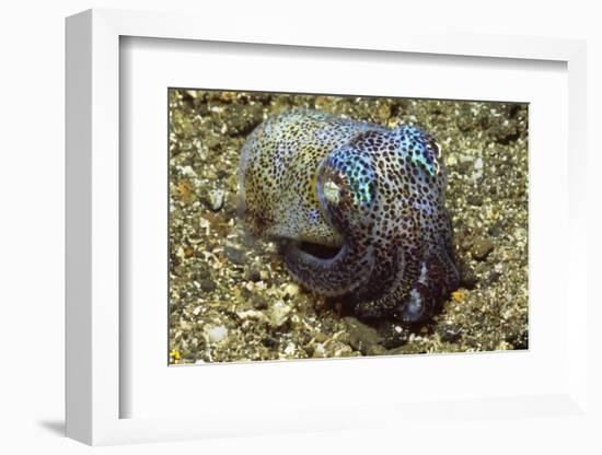 Berry's Bobtail Squid-Hal Beral-Framed Photographic Print