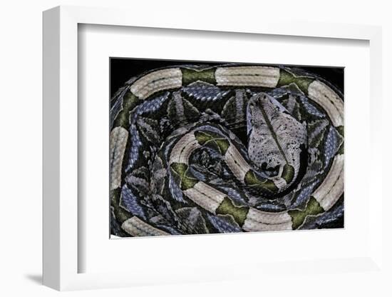 Bitis Gabonica (Gaboon Viper)-Paul Starosta-Framed Photographic Print