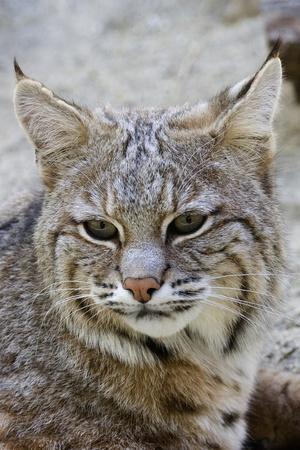 Photographic Print, , small