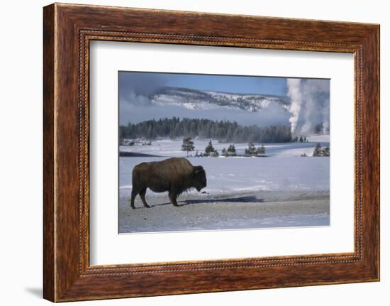 Bison Standing near Geysers in Winter-W^ Perry Conway-Framed Photographic Print