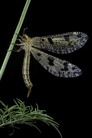 Photographic Print, , small