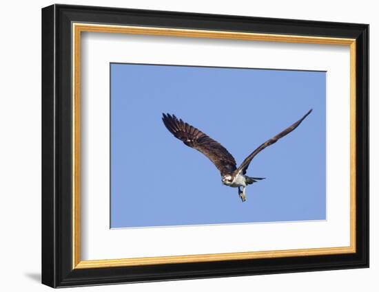 Osprey Takes Off-Hal Beral-Framed Photographic Print