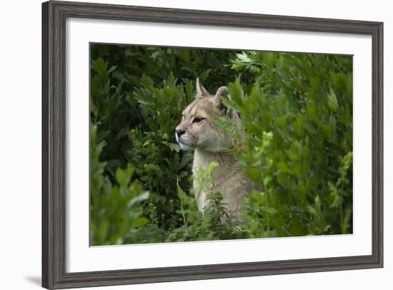 Wild Puma in Chile-Joe McDonald-Framed Photographic Print