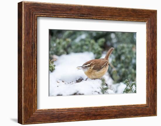 Carolina Wren-Gary Carter-Framed Photographic Print