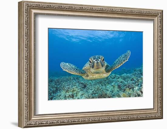 Green Turtle (Chelonia Mydas), Maui, Hawaii, USA-Reinhard Dirscherl-Framed Photographic Print