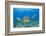 Green Turtle (Chelonia Mydas), Maui, Hawaii, USA-Reinhard Dirscherl-Framed Photographic Print