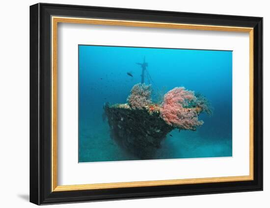 Halaveli Wreck and a Scuba Diver, Maldives.-Reinhard Dirscherl-Framed Photographic Print