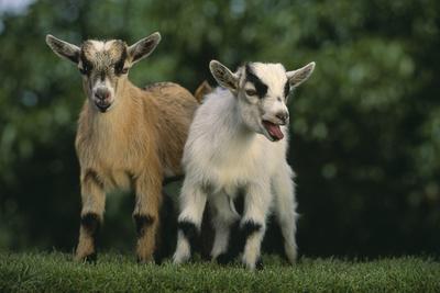 Photographic Print, , small