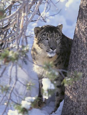 Photographic Print, , small