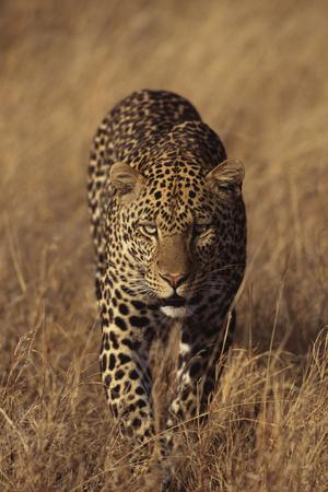 Photographic Print, , small