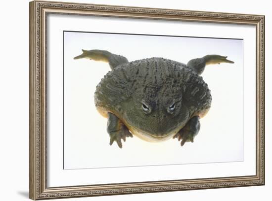 African Bullfrog-DLILLC-Framed Photographic Print