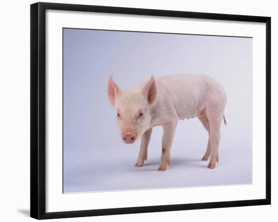 Yorkshire Pig-DLILLC-Framed Photographic Print