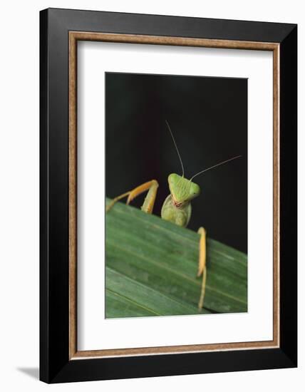 Praying Mantis Looking out from behind Leaf-DLILLC-Framed Photographic Print