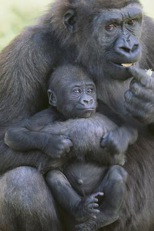 Photographic Print, , small