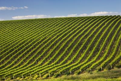 Photographic Print, , small