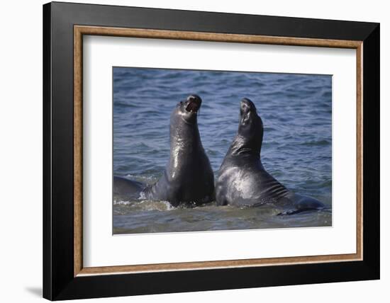 Northern Elephant Seals-DLILLC-Framed Photographic Print