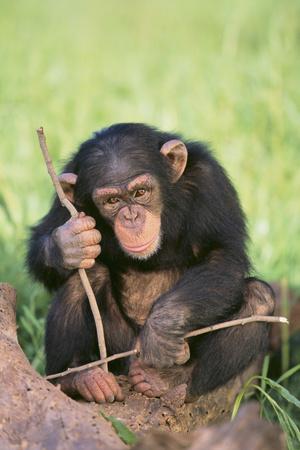 Photographic Print, , small