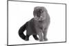 Scottish Fold Cat-Fabio Petroni-Mounted Photographic Print