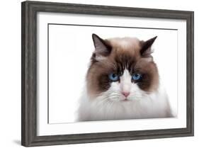 Ragdoll Cat-Fabio Petroni-Framed Photographic Print