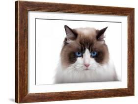 Ragdoll Cat-Fabio Petroni-Framed Photographic Print
