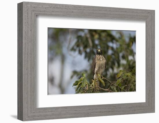 Roadside Hawk-Joe McDonald-Framed Photographic Print